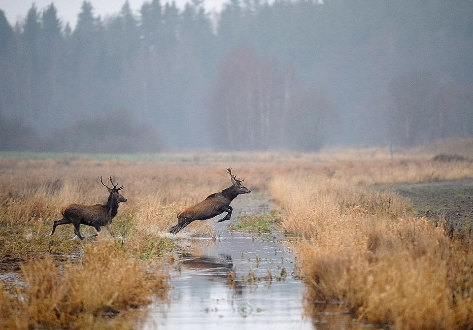 Red deer crossing water